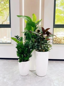 余姚绿植租赁效果评价-奉化花木租赁品种-北仑商务花木出租-北仑花木租赁服务费
